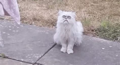 What Is The Ugliest Cat In The World Noti Gatos