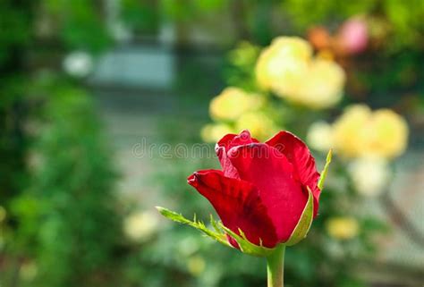 Beautiful Blooming Red Rose In Garden Space For Text Stock Photo