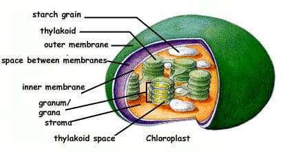 Maybe you would like to learn more about one of these? FORESTRY - LEARNING: CHLOROPLAST FUNCTIONS