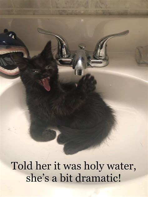 Dramatic Kitten Is Dramatic Funny Cat Memes Kittens Funny Cats