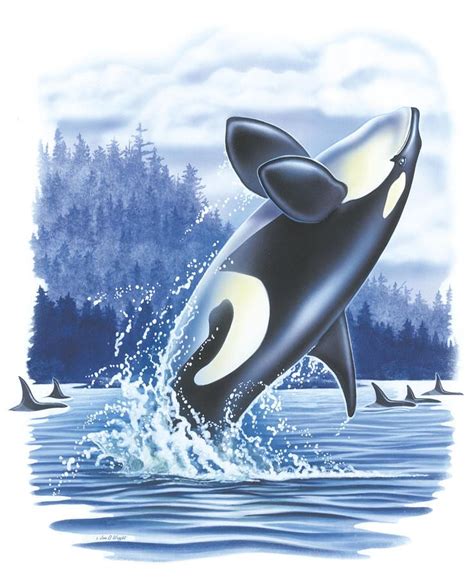 Jump Of The Orca Di Gérard Laczarco Images Poster 30 X 20 Cm Nuovo
