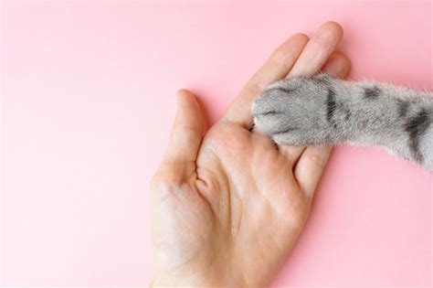 Premium Photo Gray Striped Cats Paw And Human Hand On A Pink