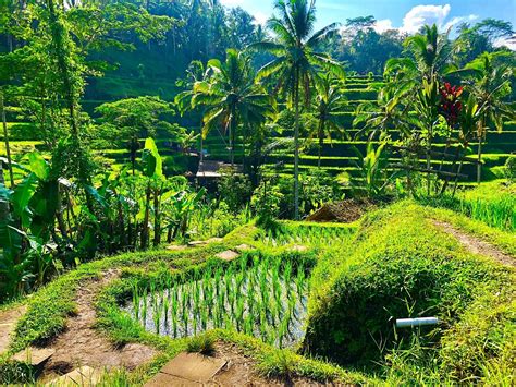 Tegalalang Rice Terrace Lo Que Se Debe Saber Antes De Viajar Tripadvisor