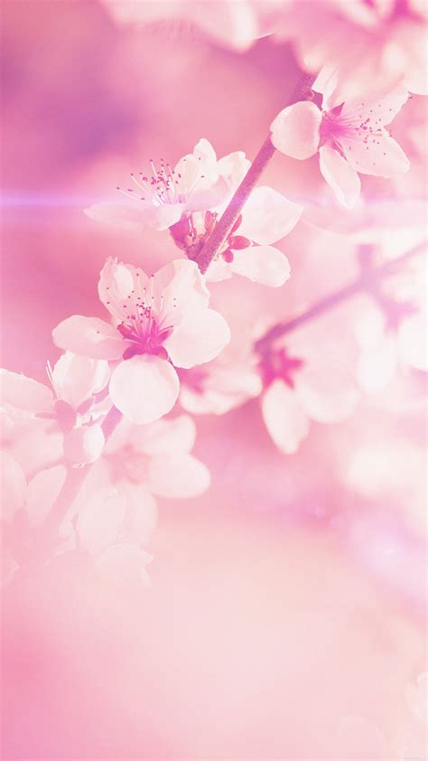 Check spelling or type a new query. mp03-spring-flower-pink-cherry-blossom-flare-nature ...