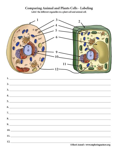 Plant And Animal Cell Labeling Worksheet