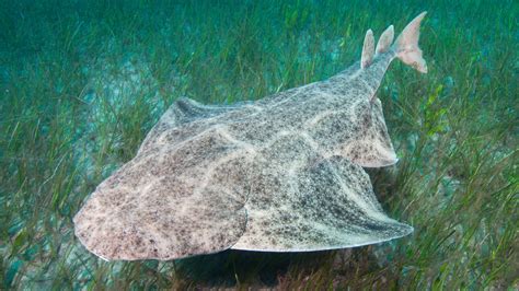 Rare Angel Sharks Hiding Placefound By Marine Experts The Times