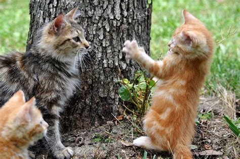 Free Images Cute Bark Wildlife Young Kitten Playing Fauna