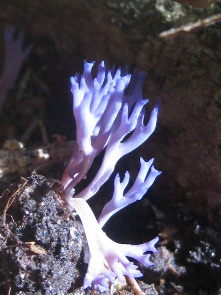 Purple Coral Fungus Project Noah