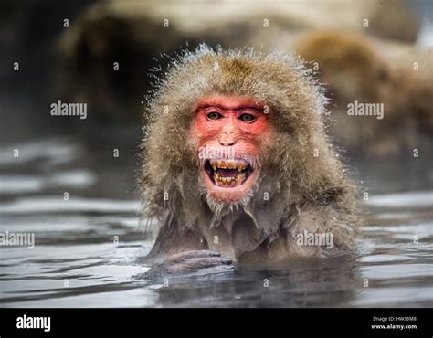 Japanese Macaque Sitting In Water In A Hot Spring Japan Nagano