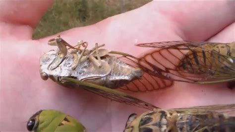 Locusts Life Cycle Cicadas Hatching Timelapse Youtube