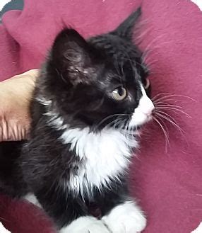 How much do maine coon kittens cost? Columbus, OH - Maine Coon. Meet Boots a Kitten for Adoption.
