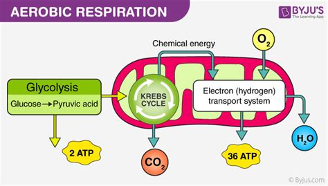 🏆 What Are The End Products Of Aerobic Respiration Aerobic Respiration