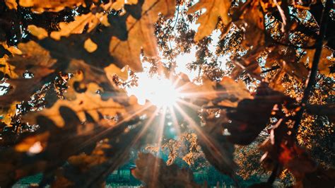 Download Wallpaper 3840x2160 Branches Leaves Sun Sunlight Rays 4k