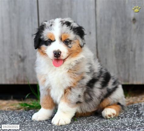 Australian Shepherd Puppy For Sale In Pennsylvania