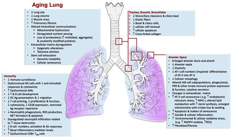 Frontiers The Impact Of Aging On The Lung Alveolar Environment