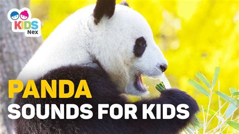 Animal Sounds For Kids Panda Sounds For Children Youtube