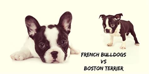 What Is The Difference Between French Bulldog And Boston Terrier