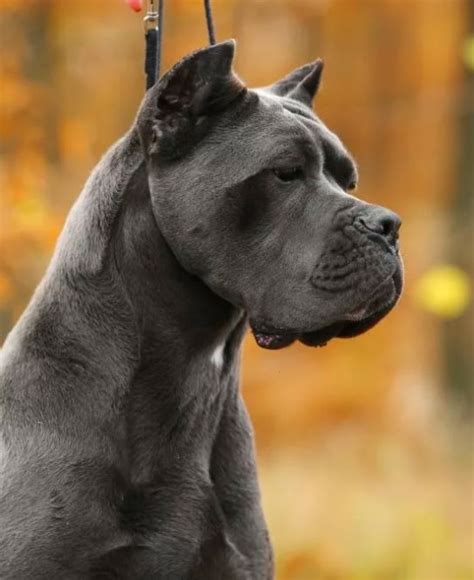 Whos The Best Cane Corso Vs Rottweiler Cane Corso Dog