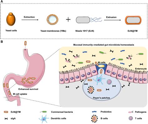 Mucosal Immunitymediated Modulation Of The Gut Microbiome By Oral