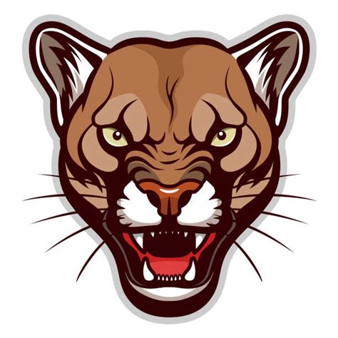 Best Mountain Lion Illustrations Royalty Free Vector
