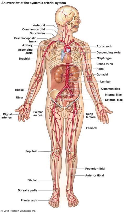 Human Anatomy Map Koibana Info Anatomy Human Anatomy Human Body