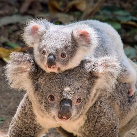 Gold Coast Queensland Australia Cuddly Animals Cute Baby Animals