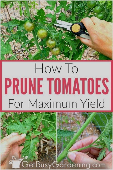 How To Prune Tomatoes For Maximum Production Tomato Pruning Tomato