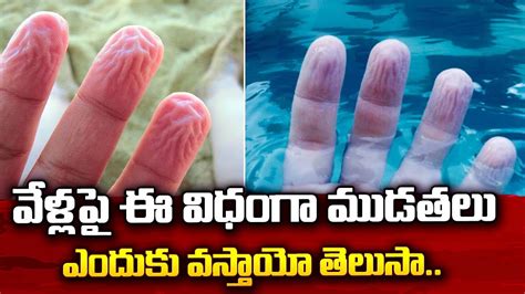 why our fingers get wrinkled in water interesting facts telugu wrinkled pruney fingers id