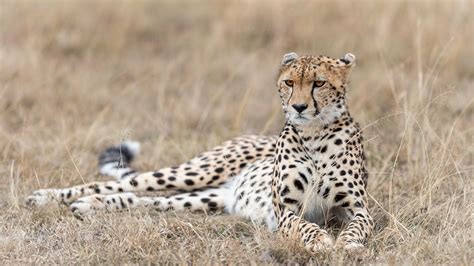 Photos Cheetah Laying Grass Animal 1920x1080