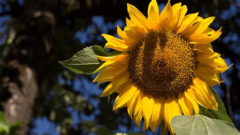 Pilih dari sumber gambar hd bunga matahari vektor png dan unduh dalam bentuk png. Gambar Bunga Matahari Hd