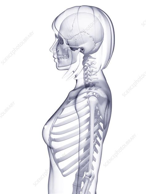 Female Skeleton Artwork Stock Image F007 4711 Science Photo Library