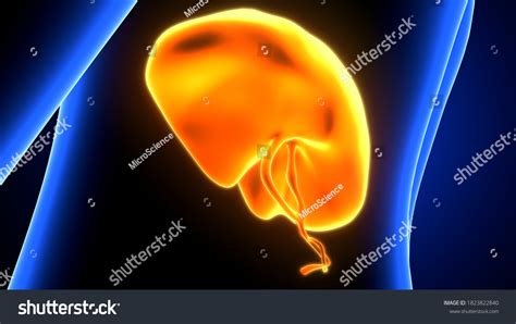 3d Illustration Human Body Liver Anatomy Stock Illustration 1823822840