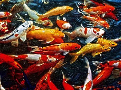 Straight out bans will be handed. Koi Fish for Aquaponics: What You Need to Know | World ...