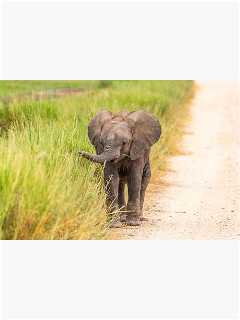 Cute Baby Elephant Poster For Sale By Colindavisearth Redbubble