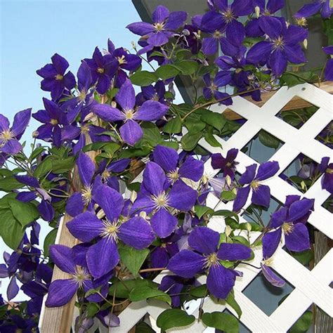 50pcs Rare Purple Maidenhair Flower Seeds BestSeedsOnline Free