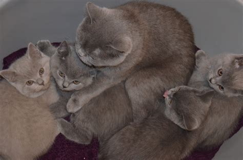Sie erinnert an einen teddy und lässt sich auch so. Reinrassige BKH Kitten. Britisch Kurzhaar baby ...