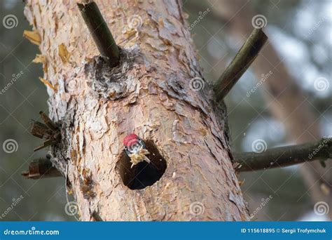 Black Woodpecker Dryocopus Martius Chopping Hollow In Pine Tree And