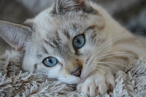 The Cat Breeds That Have Blue Eyes Petcarerx