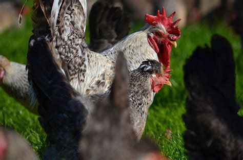 Greenfire Farms Cream Legbar Autpsex Blue Or Light Green Eggs Production Line Has More