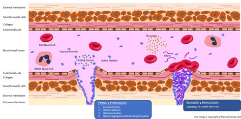 Hemostasis Part 1 Primary And Secondary Hemostasis Med Lab Study Hall