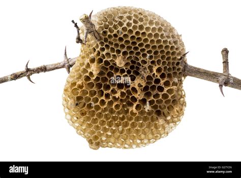 Natural Beehive Isolated On White Background And Clipping Path Stock
