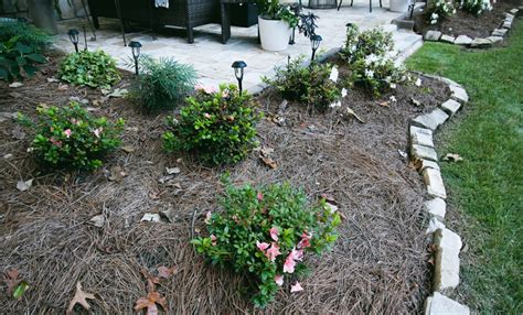 Create A Shade Garden Oasis In Your Backyard