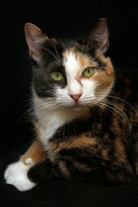 The calico coat is actually a very interesting genetic case study. Pretty calico cat with golden eyes … | Beautiful cats ...