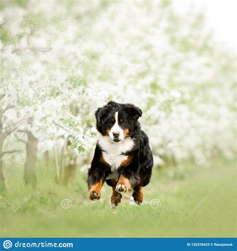 Funny Puppy Bernese Mountain Dog Sit On Grass Green