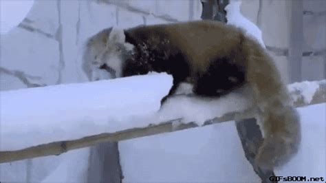 Red Panda Falling  Find And Share On Giphy