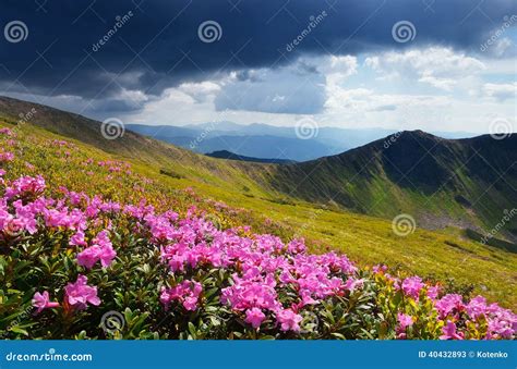 Flowering Meadows In The Mountains Stock Image Image Of Holiday