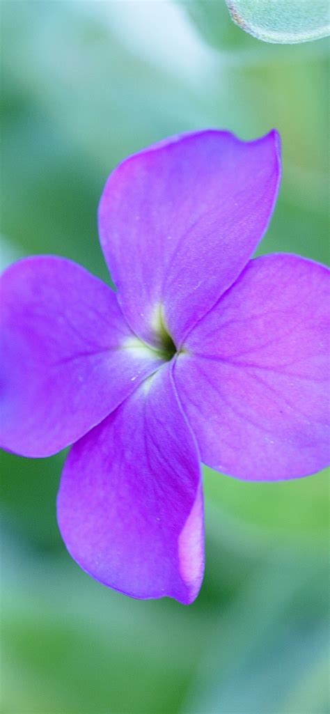 Four Petals Purple Flowers Close Up 1242x2688 Iphone 11 Proxs Max