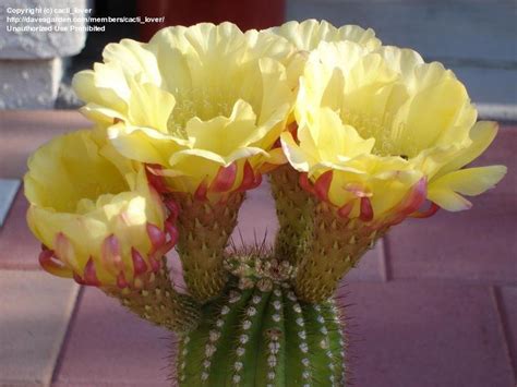 Plantfiles Pictures Trichocereus California Gold 1 By Cactilover