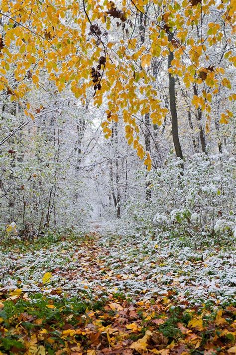 The Fog And The First Snow In The Autumn Forest Stock Image Image Of