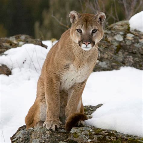 El Puma Del Este De Norteamérica Es Declarado Oficialmente Extinto